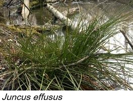 Juncus effusus